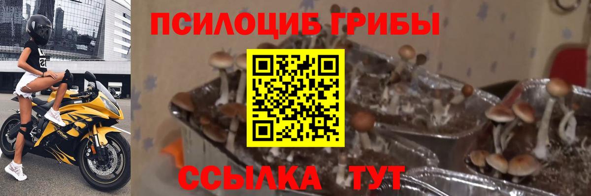 Галлюциногенные грибы мухоморы  Галлюциногенные грибы прущие грибы  Черногорск  Вход с VPN 